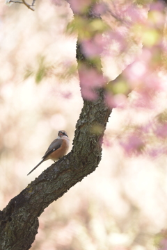 「ホーホケキョ」と鳴くとでも思ったか