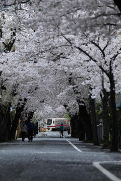 「桜color」のちょい前のところ