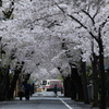 「桜color」のちょい前のところ