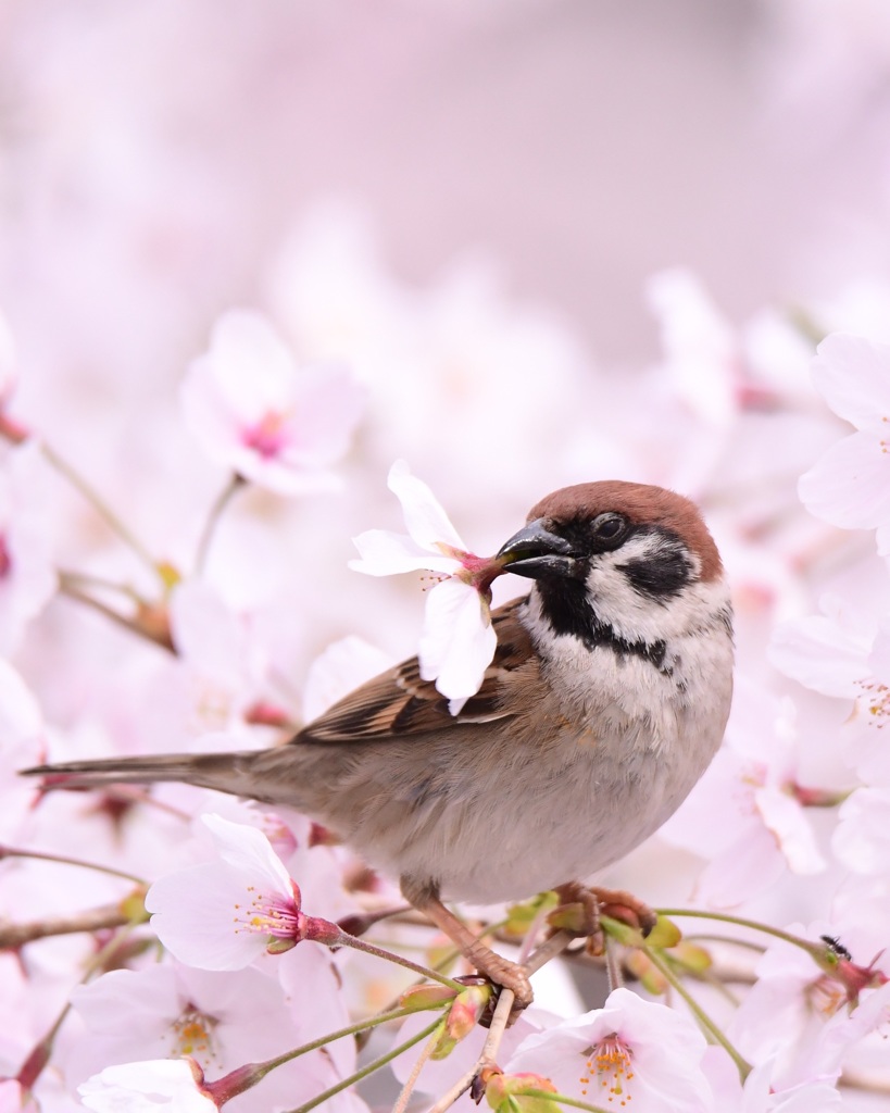 花が団子