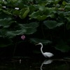 白鷺