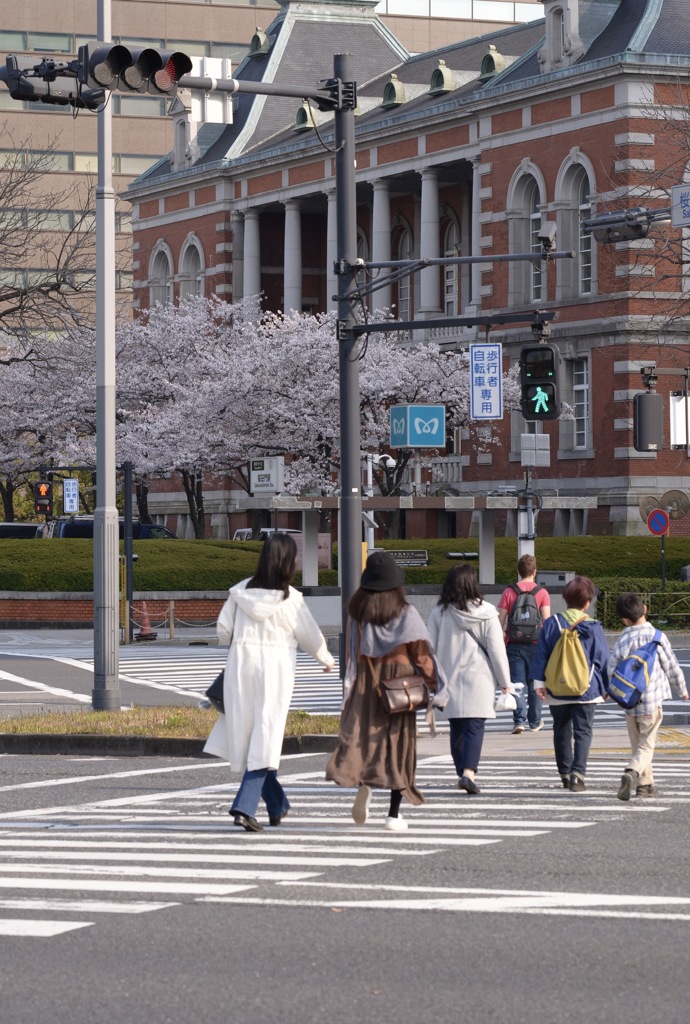 桜田門で桜だもん