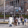 桜田門で桜だもん