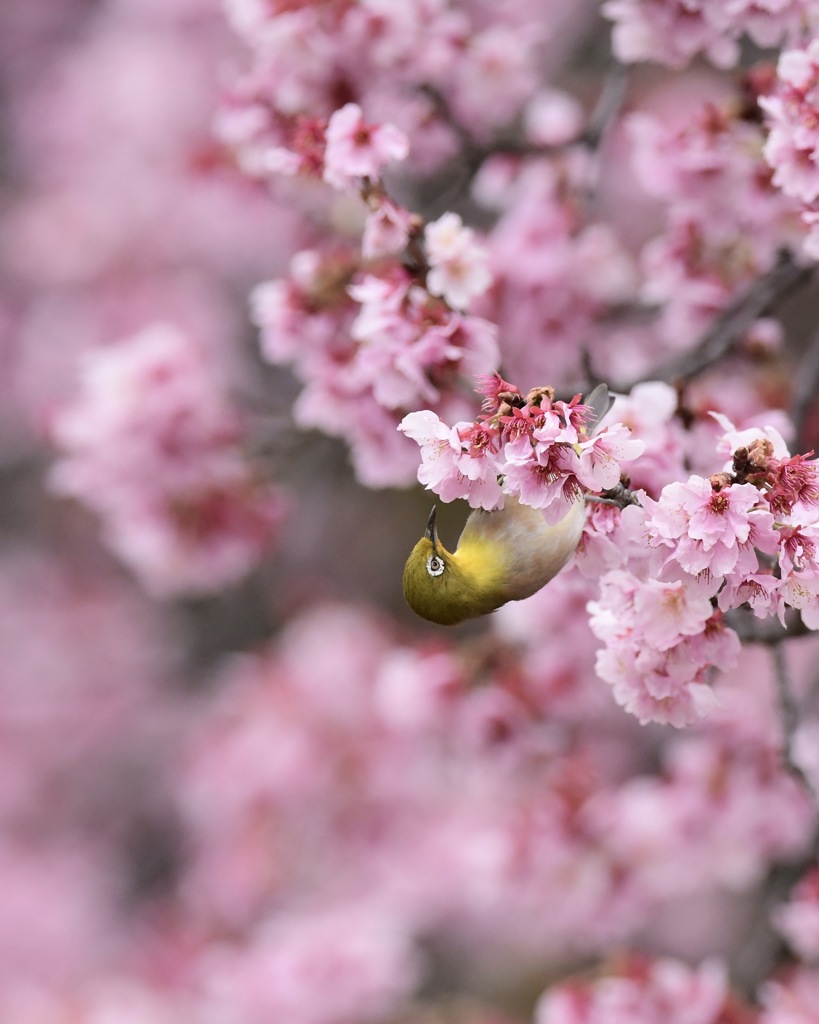 ソメイヨシノじゃない桜