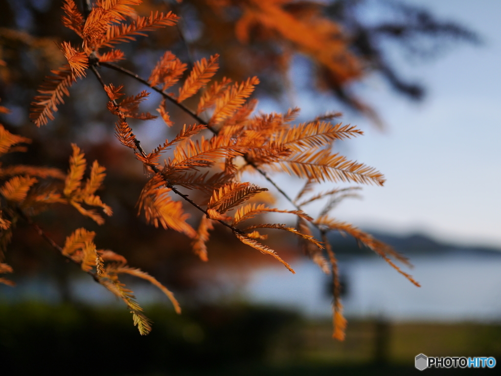 紅葉3