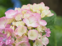 ちっちゃな紫陽花