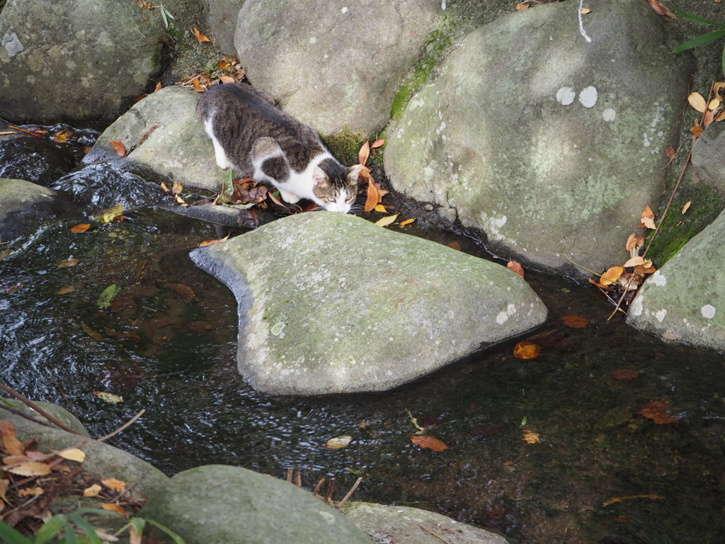 水を飲む猫