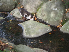 水を飲む猫