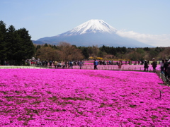 富士山と芝桜