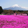 富士山と芝桜