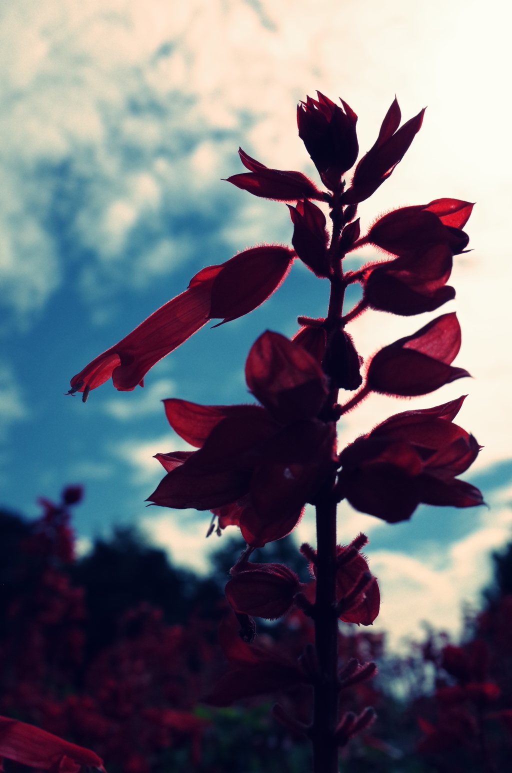 花