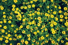 花々