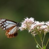 旅する蝶 アサギマダラ