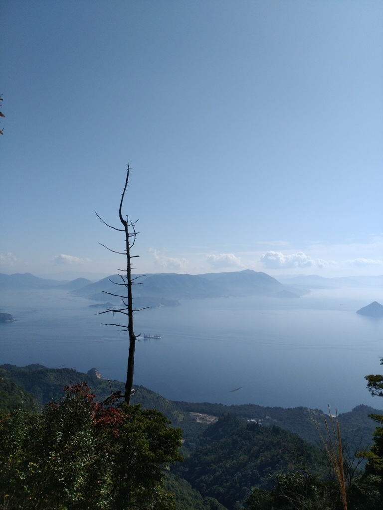 瀬戸内海と一本の木