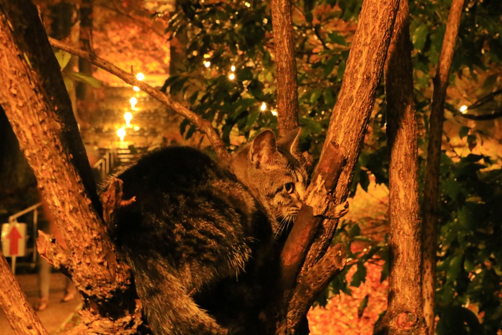 20161119190959_YS6A7569-01