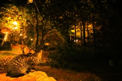 20161119184206_YS6A7460-01