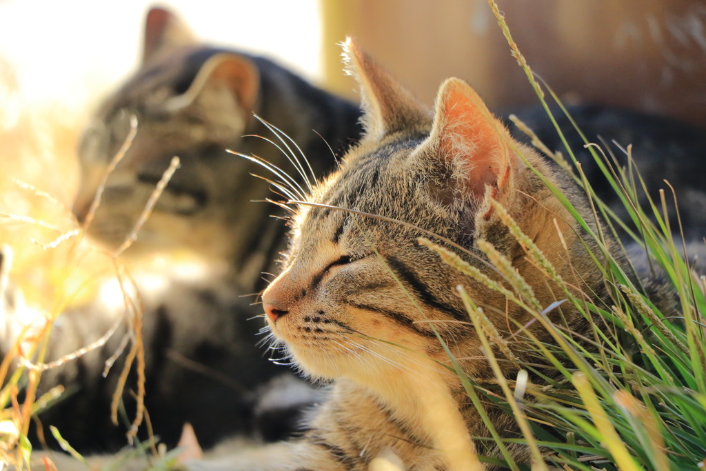 20161112125812_YS6A6784