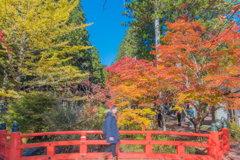 紅葉＠高野山