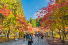 紅葉＠高野山