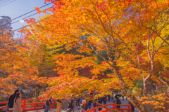 紅葉＠高野山