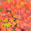 色とりどり