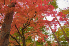 紅葉＠南禅寺