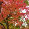 紅葉＠南禅寺