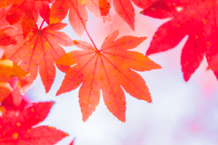 紅葉＠高野山