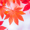 紅葉＠高野山
