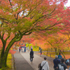 紅葉＠南禅寺
