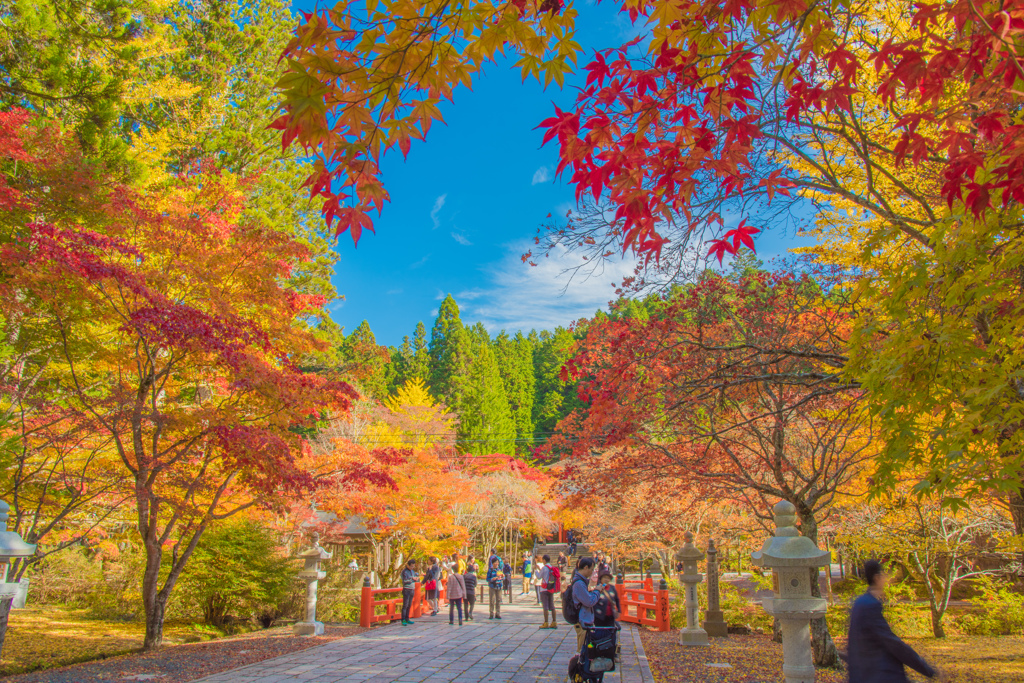 紅葉＠高野山