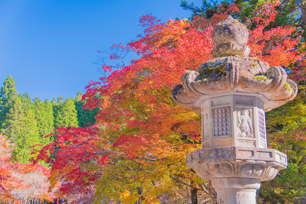 紅葉＠高野山