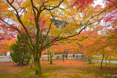 紅葉＠南禅寺