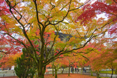 紅葉＠南禅寺