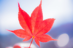 紅葉＠高野山