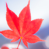 紅葉＠高野山