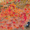 紅葉狩り