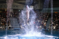 Jumping 海豚