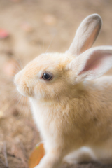 うさぎさん