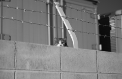 塀からこちらを見る猫
