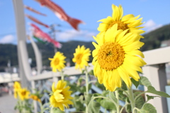 ひまわり