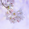 桜咲く