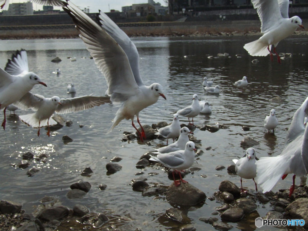 えびせんに群がるカモメⅡ