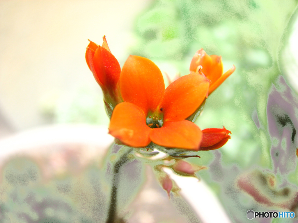 サボテンの花