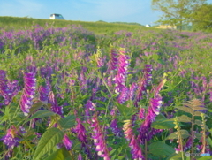 紫の花のある風景