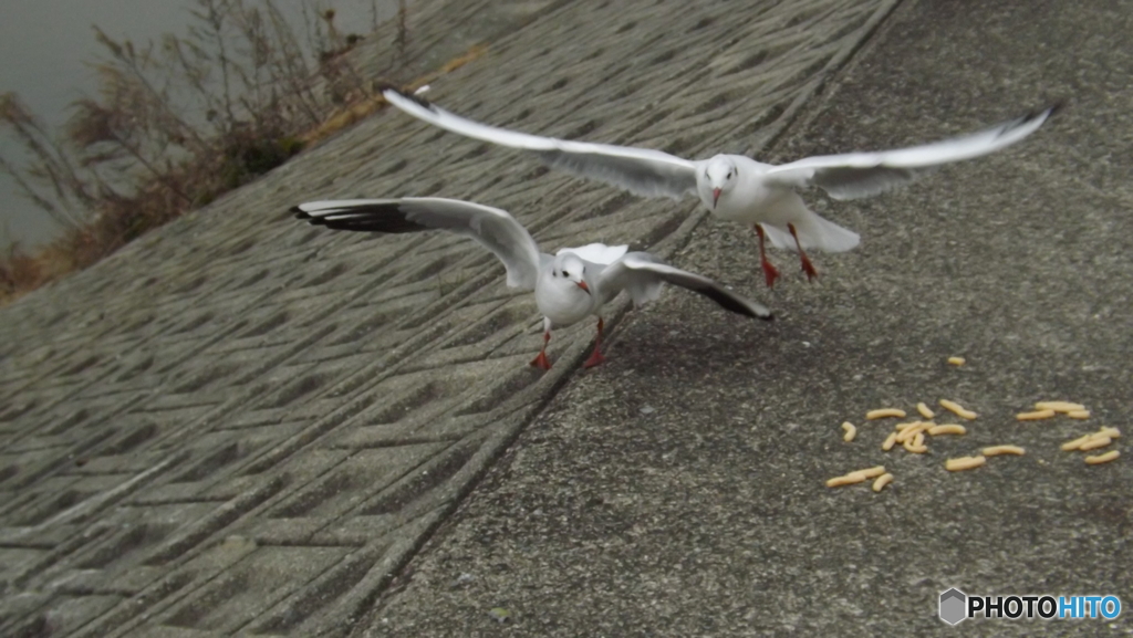 カモメとえびせん４