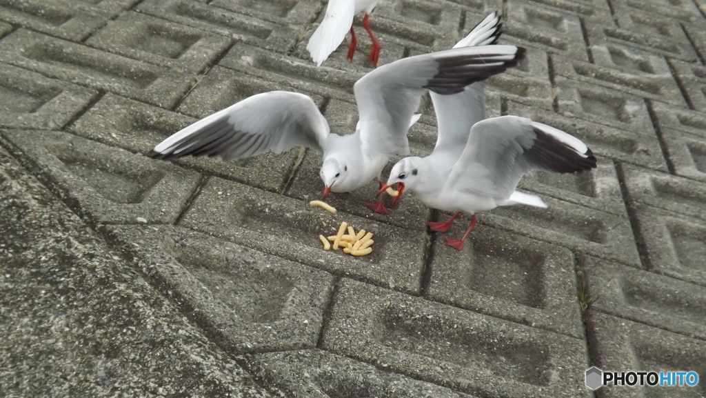 カモメとえびせん２