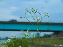 花と蒼い橋