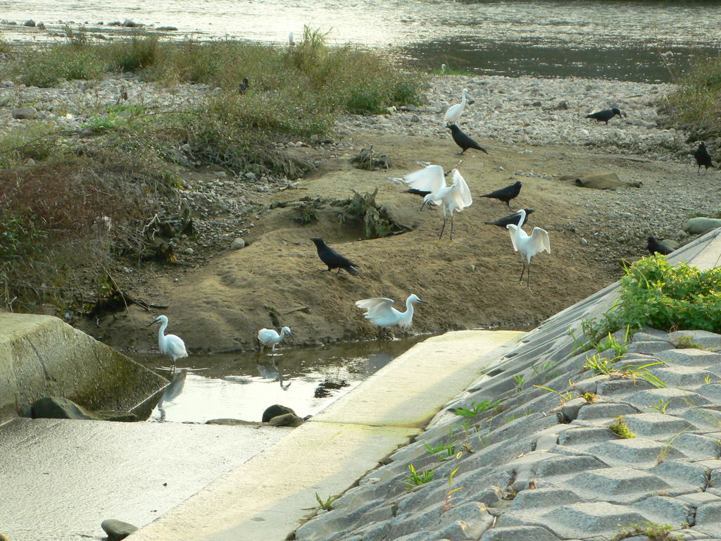 武庫川河川敷にて　