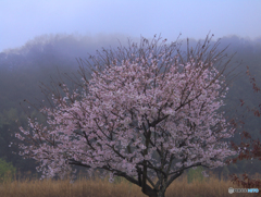 芦田川の桜